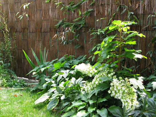 Giardino d'ombra 6